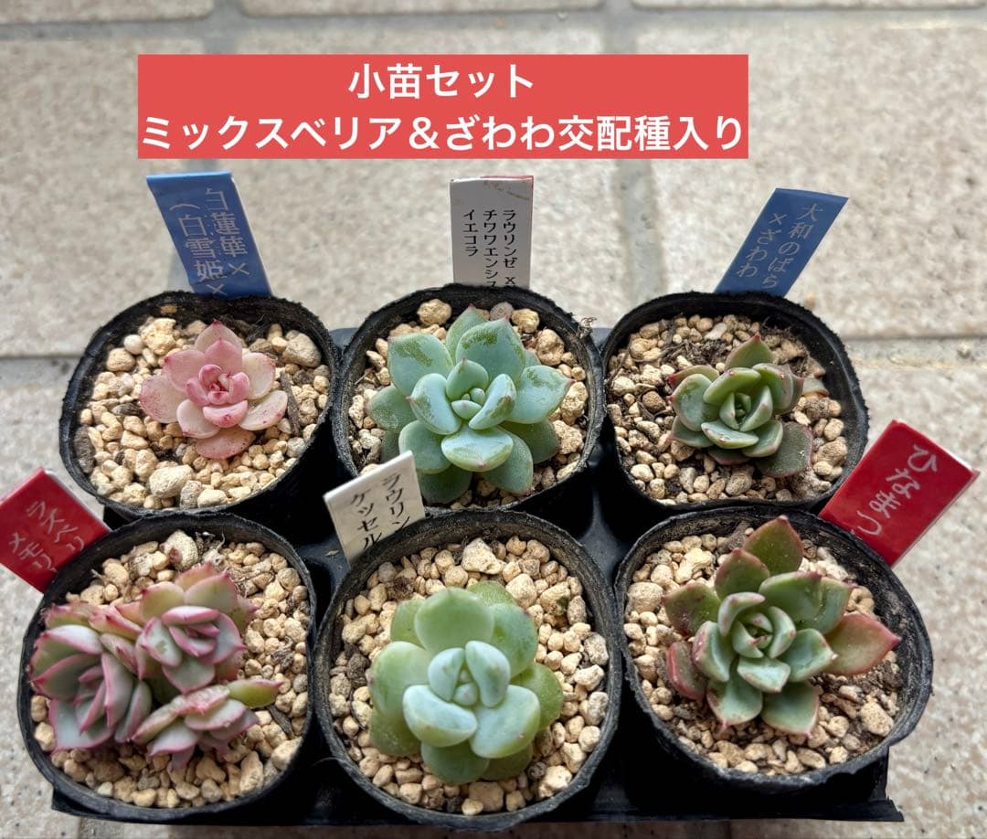 小苗セット6種 おらいさん苗 ミックスベリア＆ざわわ交配種入り - メルカリ