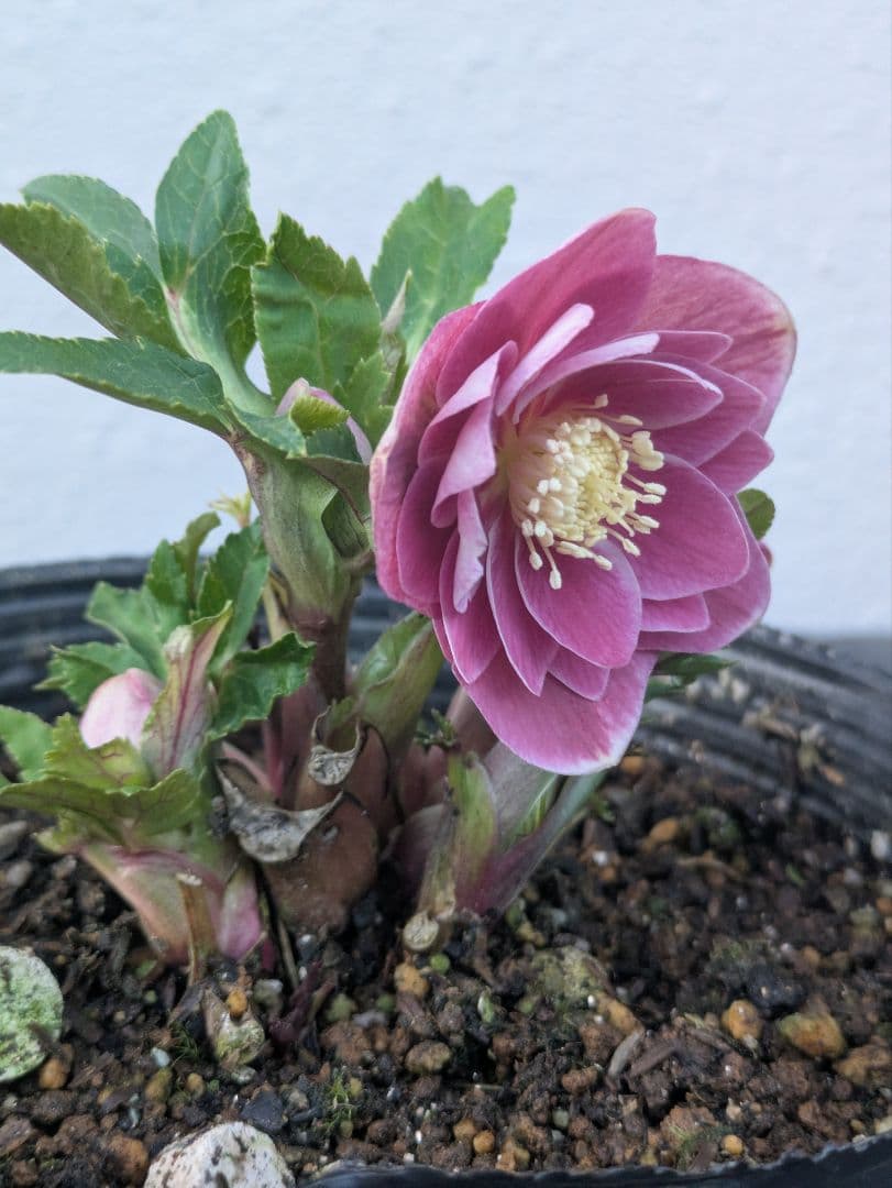 【広瀬園芸】クリスマスローズ ソレイユ系 オーレアdd リバーシブル