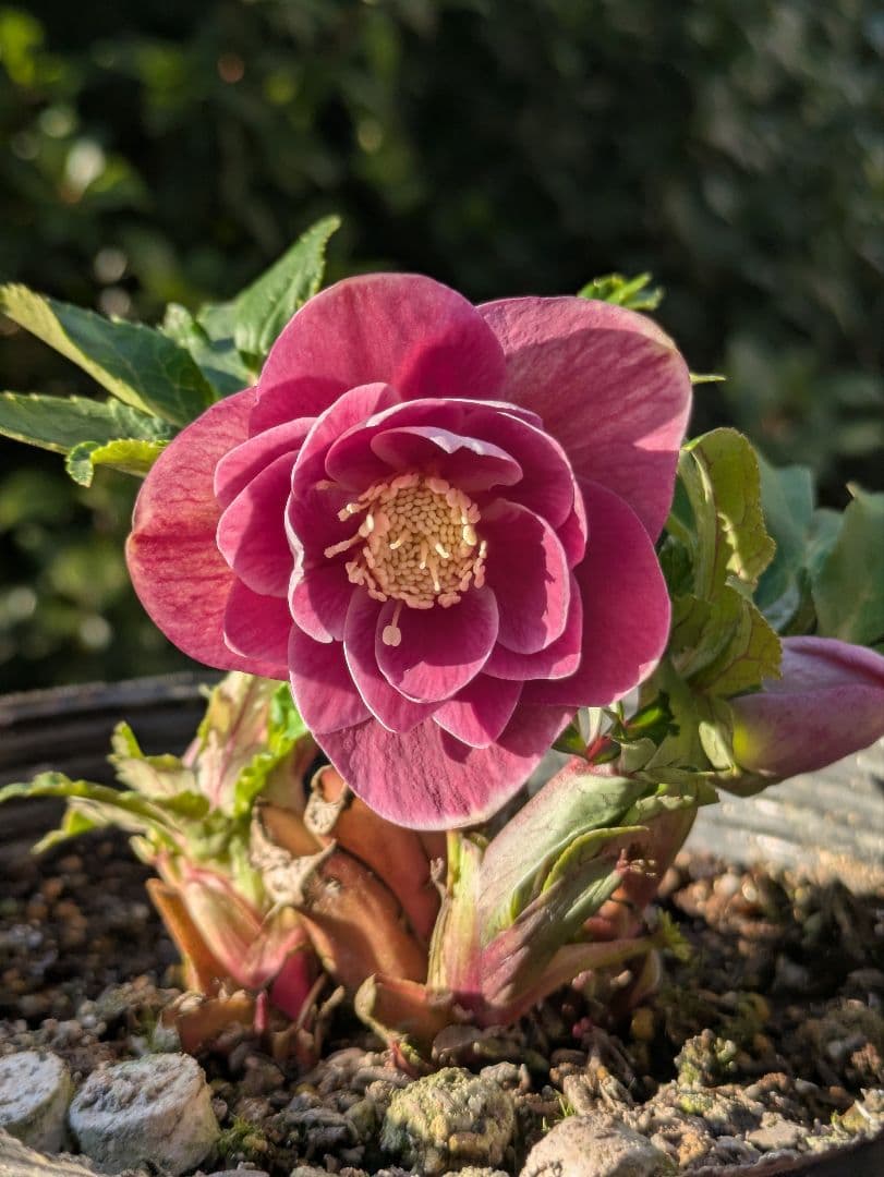 【広瀬園芸】クリスマスローズ ソレイユ系 オーレアdd リバーシブル