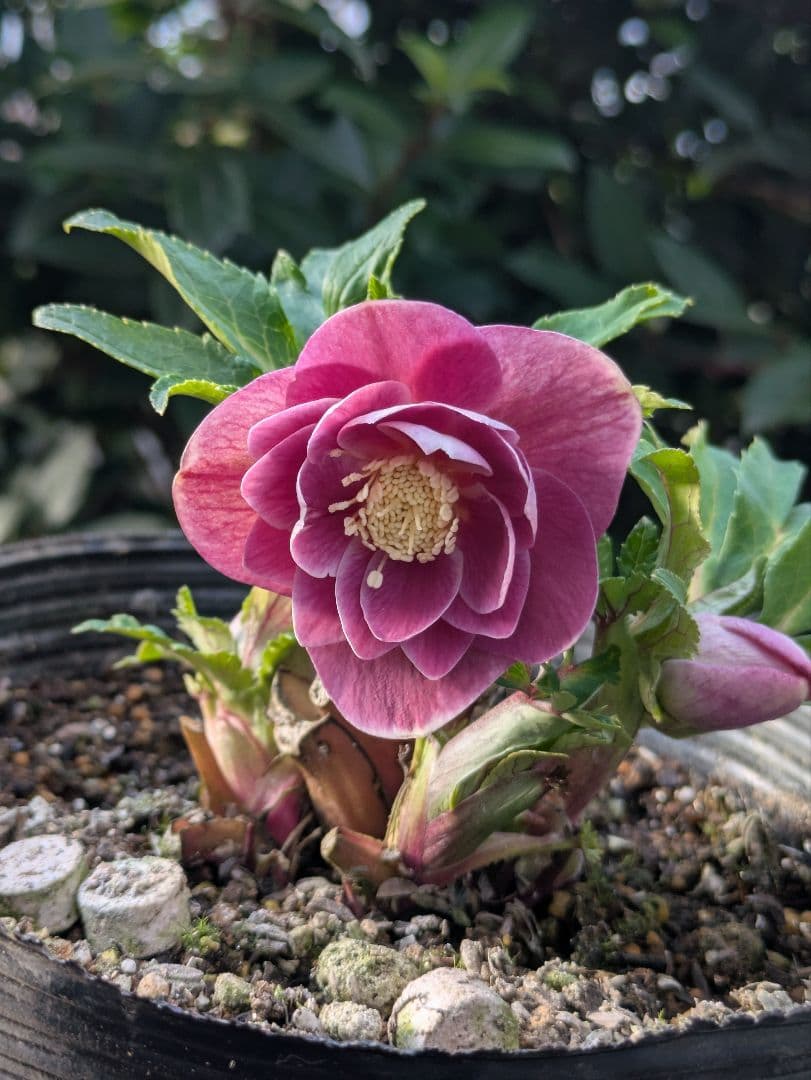 【広瀬園芸】クリスマスローズ ソレイユ系 オーレアdd リバーシブル