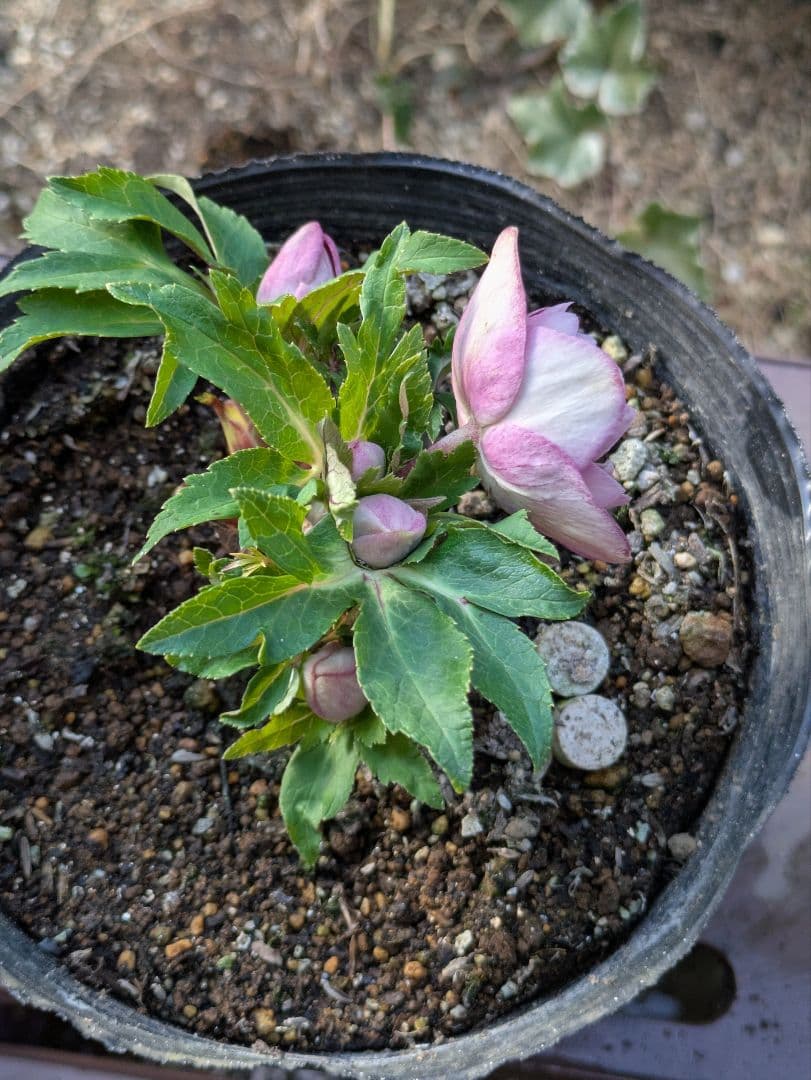 【広瀬園芸】クリスマスローズ ソレイユ系 オーレアdd リバーシブル