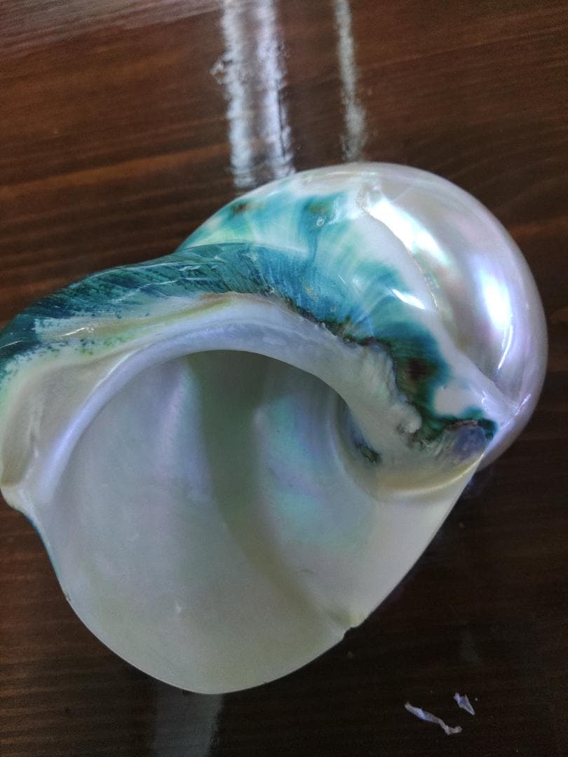 専用☆夜光貝　タカセ貝、置物