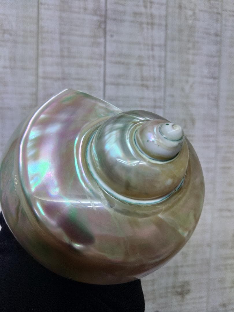 専用☆夜光貝　タカセ貝、置物