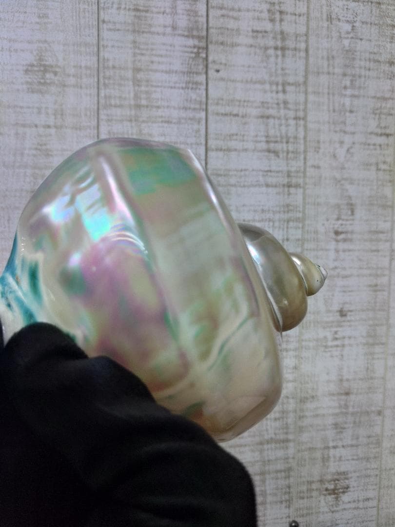 専用☆夜光貝　タカセ貝、置物