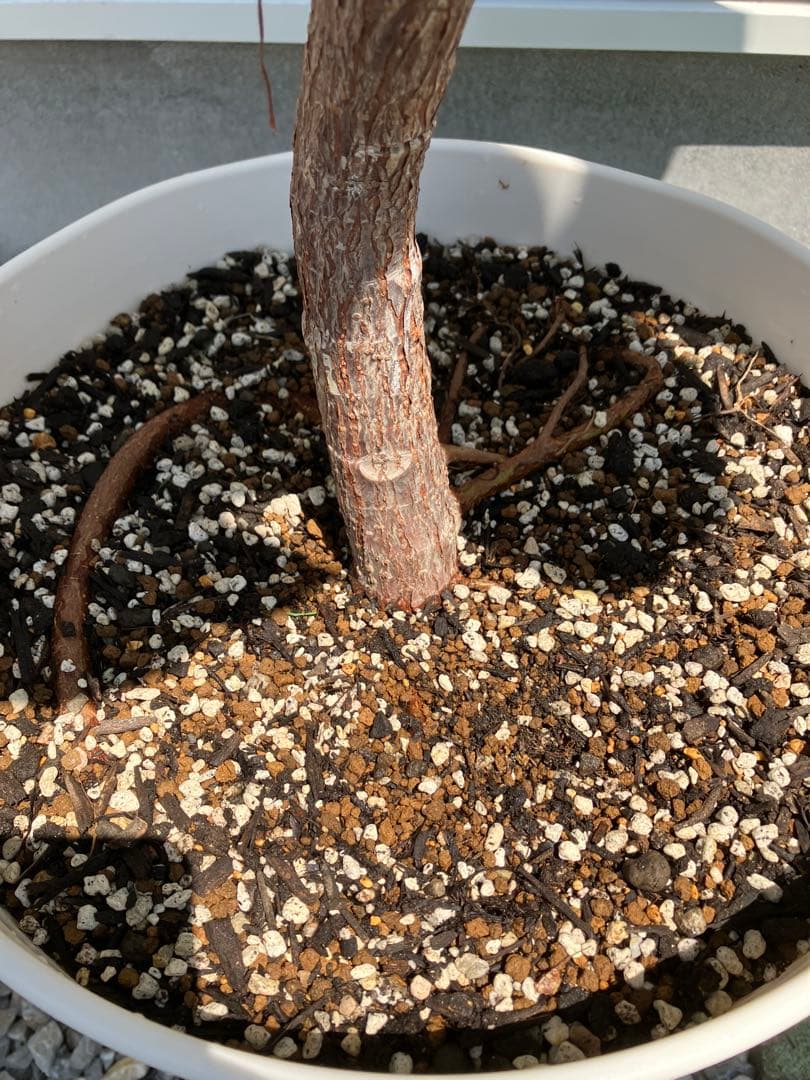 フィカスバーガンディ 大株12号鉢 190cm【引取り限定】 - メルカリ