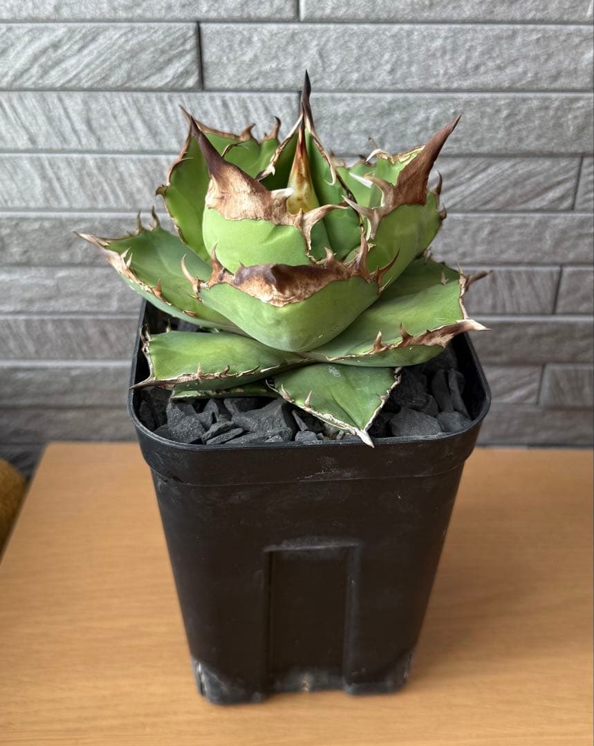 【鉢ごと発送】アガベ チタノタ トリケラトプス 活着【超バンド・強トップ・低重心