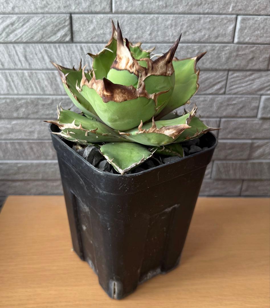 【鉢ごと発送】アガベ チタノタ トリケラトプス 活着【超バンド・強トップ・低重心