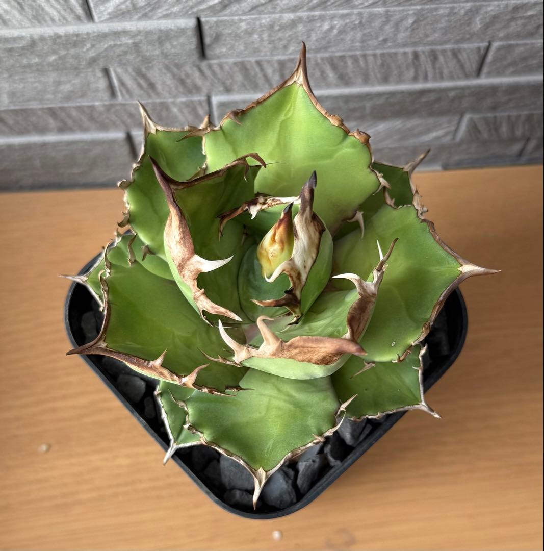 【鉢ごと発送】アガベ チタノタ トリケラトプス 活着【超バンド・強トップ・低重心