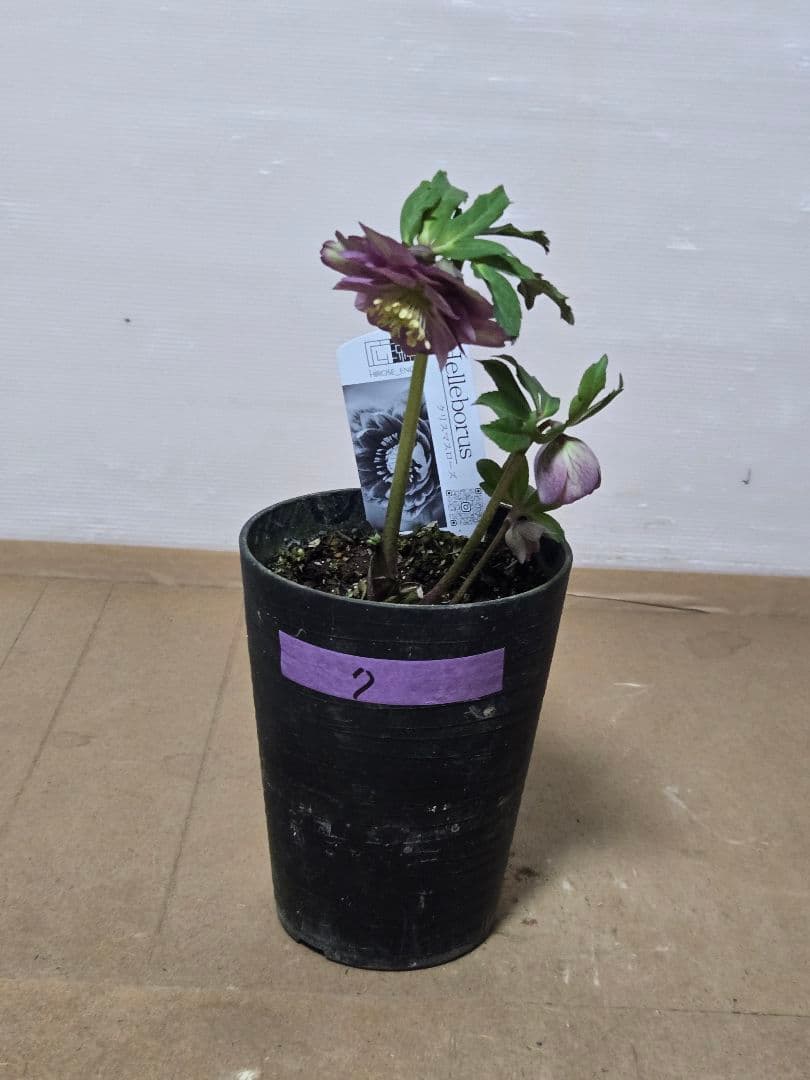 ☆広瀬園芸☆クリスマスローズ☆4.5号鉢☆ - メルカリ