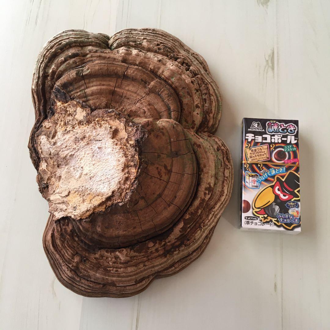 サルのこしかけ 猿の腰掛 さるのこしかけ - メルカリ