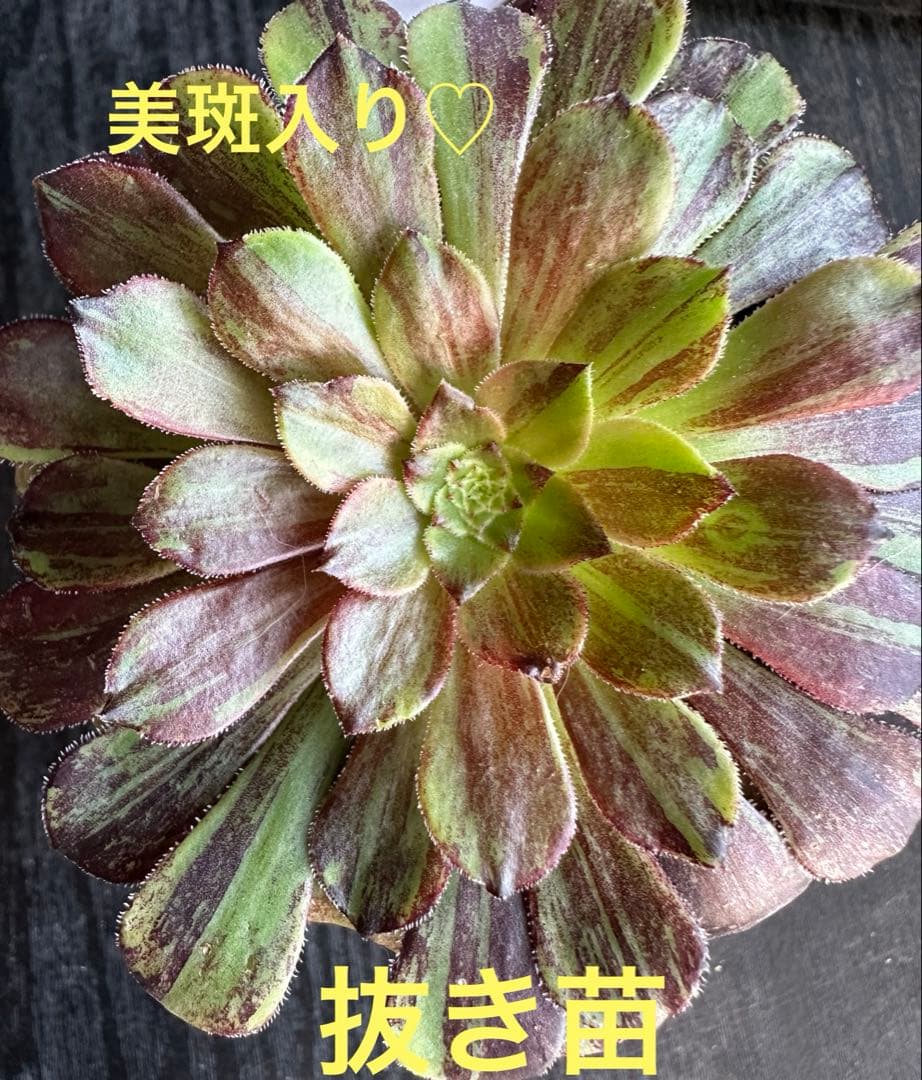 アエオニウム モランディ②⭐️お買い得 - メルカリ