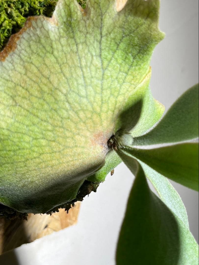 Willinckii Sailor Mars OC セーラーマーズ 株分け4ヶ月 - メルカリ