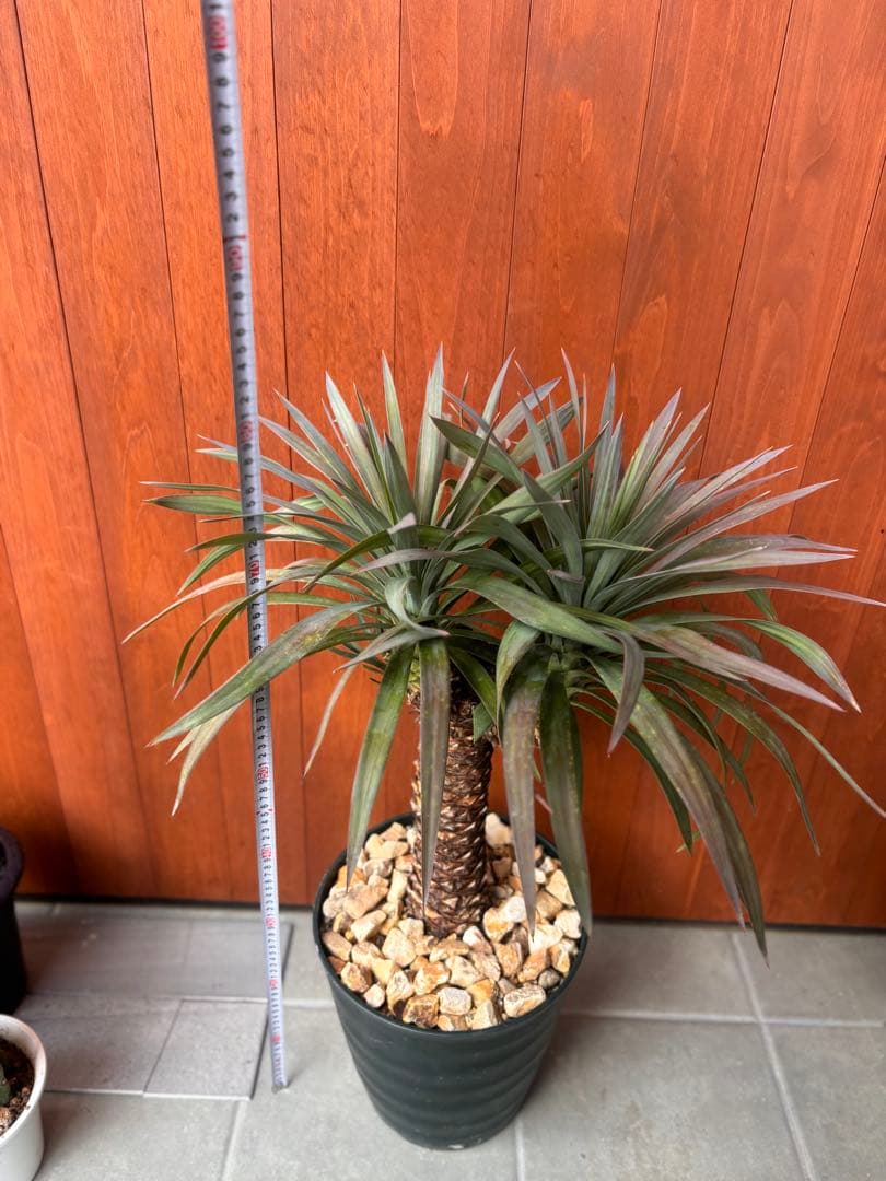 ユッカ　デスメティアーナ　幹立ち　3頭　極太　値下げ！