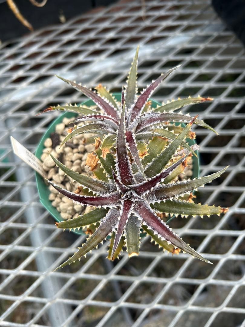 DBディッキア Dyckia Bill Baker hybrid #234 ⑴ - メルカリ