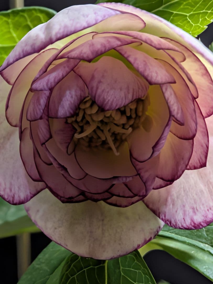 A812☆クリスマスローズ：加藤農園【超小輪・グラデーションピンク・DD