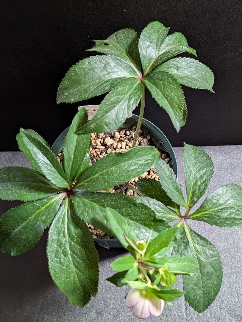 A812☆クリスマスローズ：加藤農園【超小輪・グラデーションピンク・DD