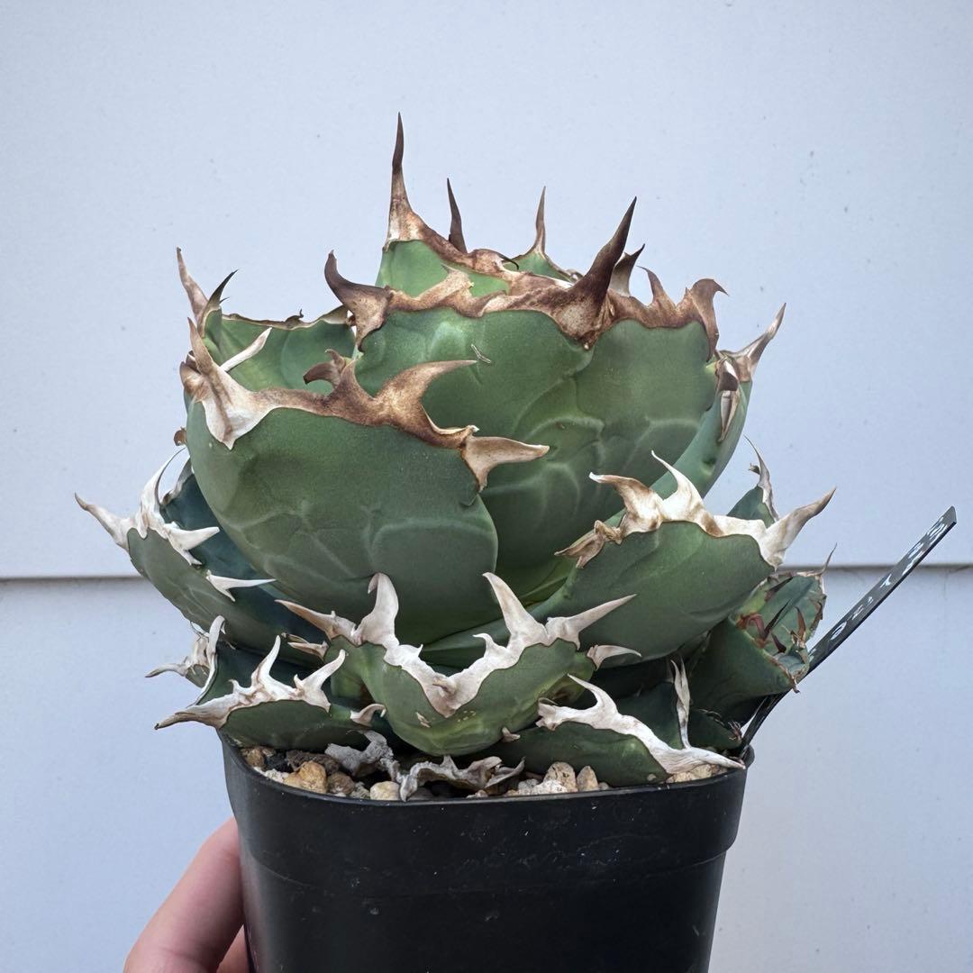 アガベ 子株 蟹 crab lize 血統 カニ ① - メルカリ