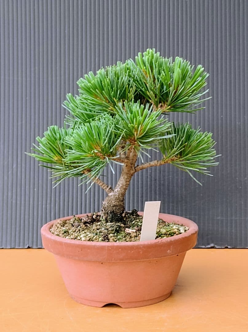 八房五葉松(栄光)盆栽 - メルカリ