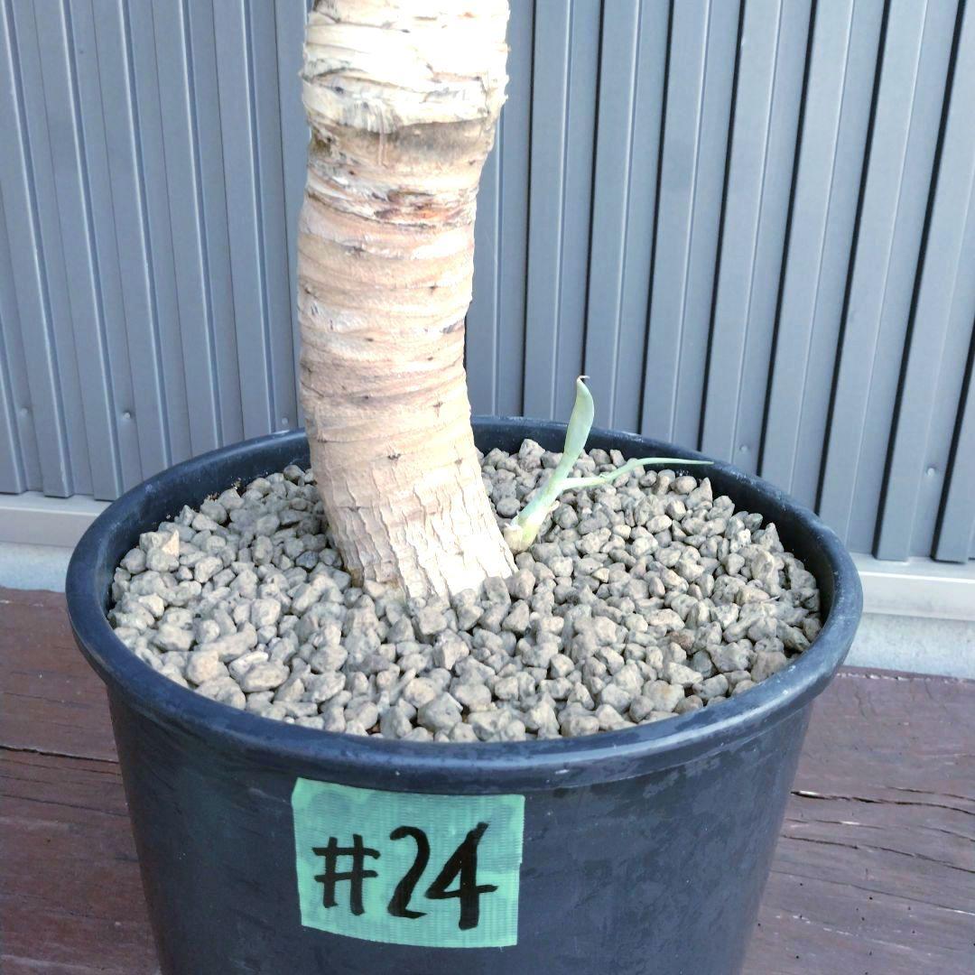 24 アガベ アテナータ ハンチントンブルー (スーパーノヴァ) - メルカリ