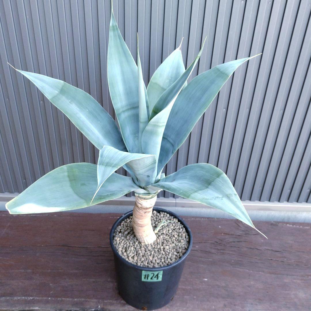 24 アガベ アテナータ ハンチントンブルー (スーパーノヴァ) - メルカリ