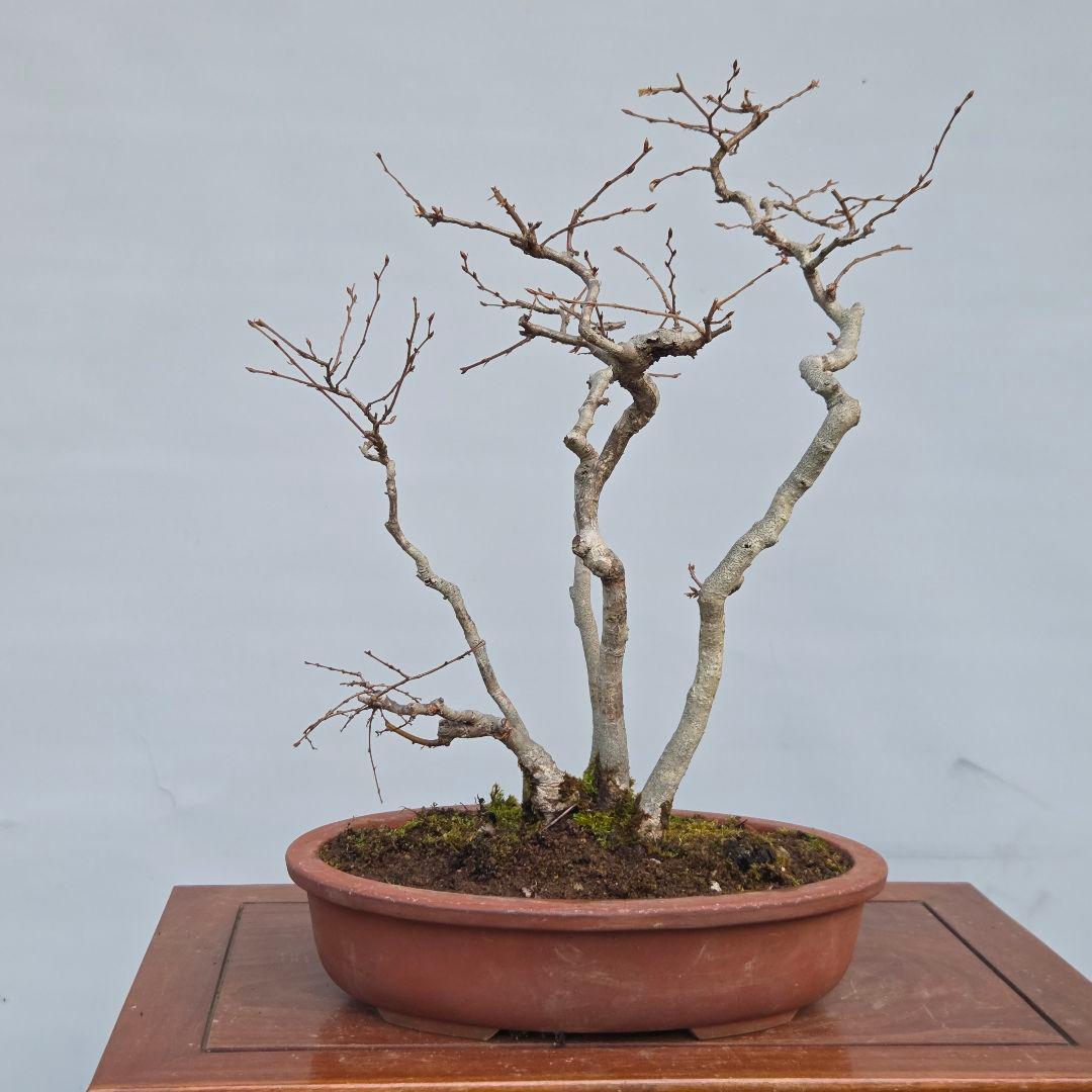 ソロ　[5幹寄せ植え]　中品盆栽