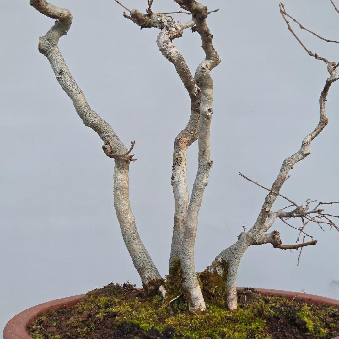 ソロ　[5幹寄せ植え]　中品盆栽