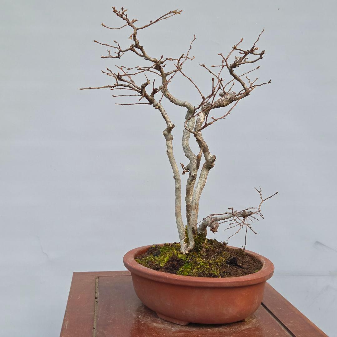 ソロ　[5幹寄せ植え]　中品盆栽