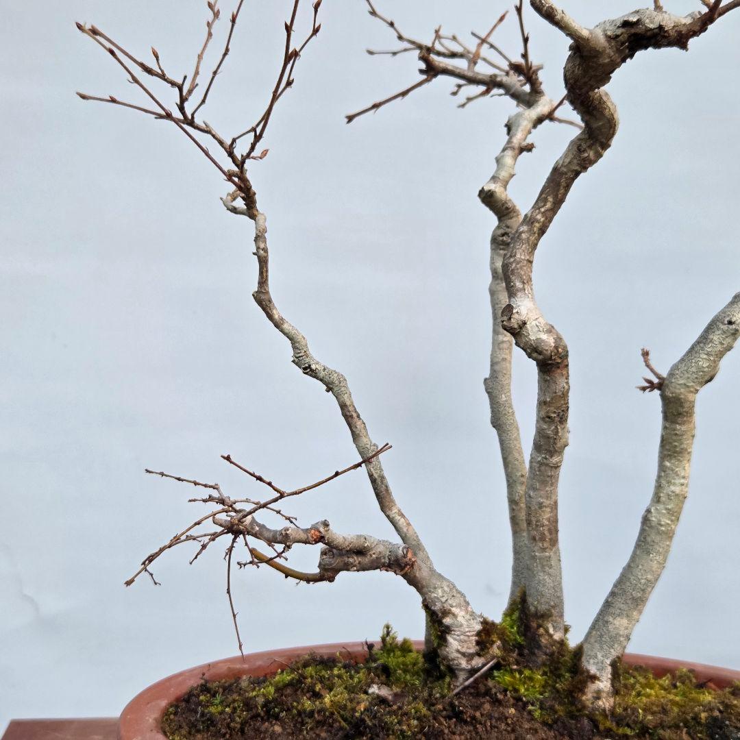 ソロ　[5幹寄せ植え]　中品盆栽