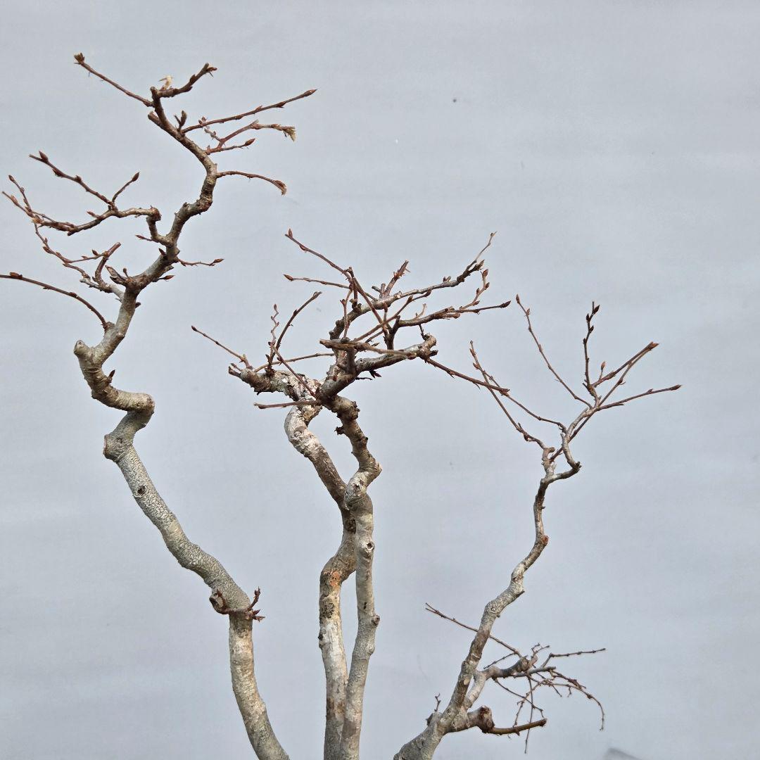 ソロ　[5幹寄せ植え]　中品盆栽