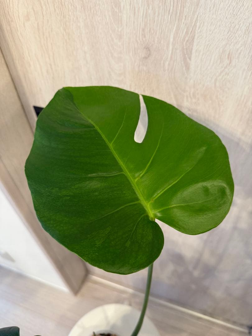 モンステラ・ポトス Monstera Mint \"Green on Green\"