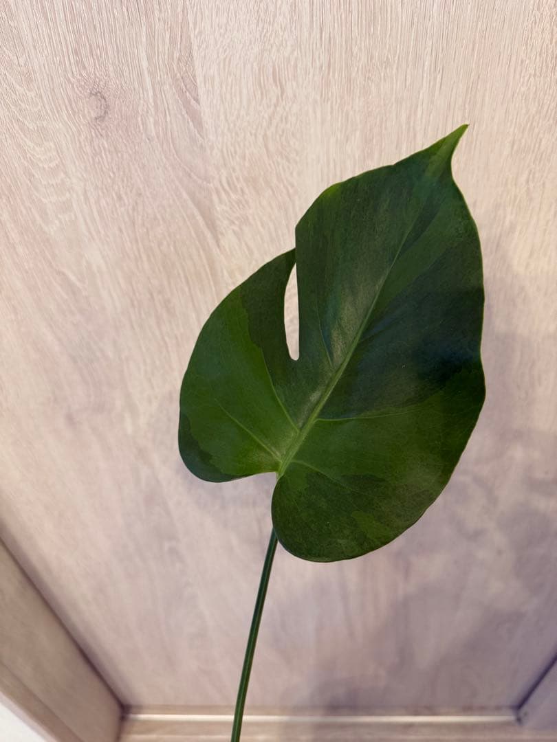 モンステラ・ポトス Monstera Mint \"Green on Green\"