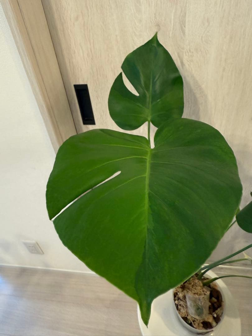 モンステラ・ポトス Monstera Mint \"Green on Green\"