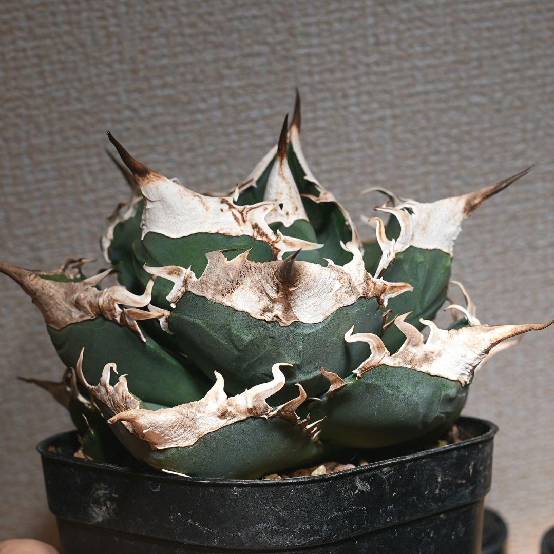 【親株】アガベ SAD 南アフリカダイヤモンド