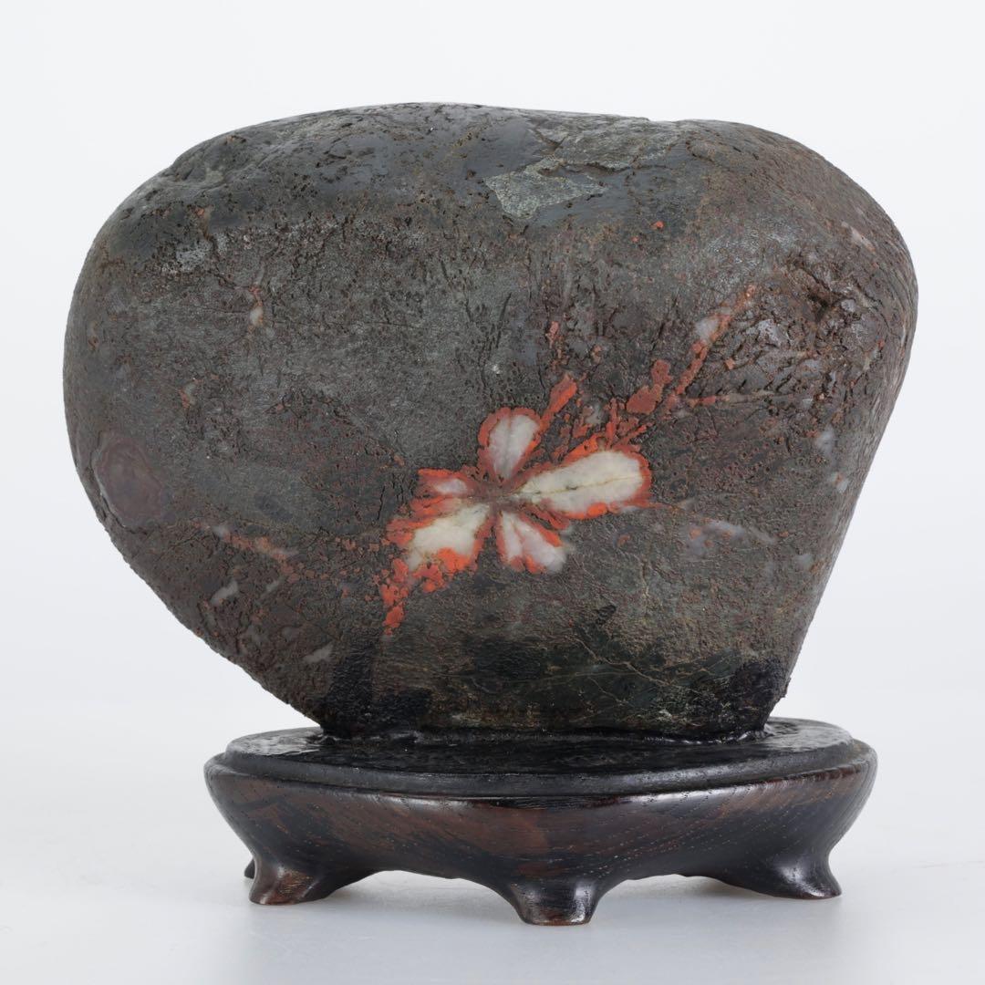 菊花石 菊紋石 1.1kg 台座・木箱付 鑑賞石 原石 水石 盆石 飾石 美石