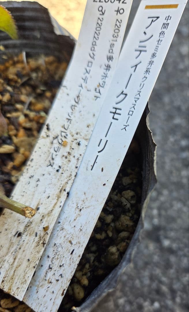 クリスマスローズ　アンティークモーリー