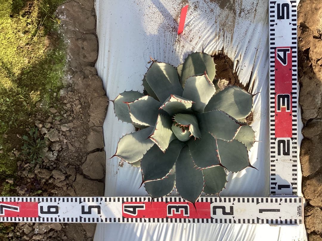 アガベ　トランカータ　実生　1