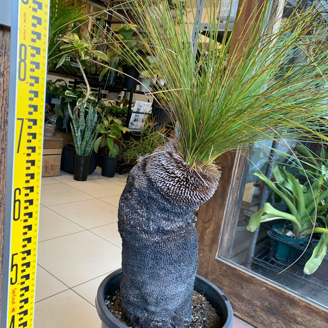 クサントロエア ジョンソニー ブラックボーイ