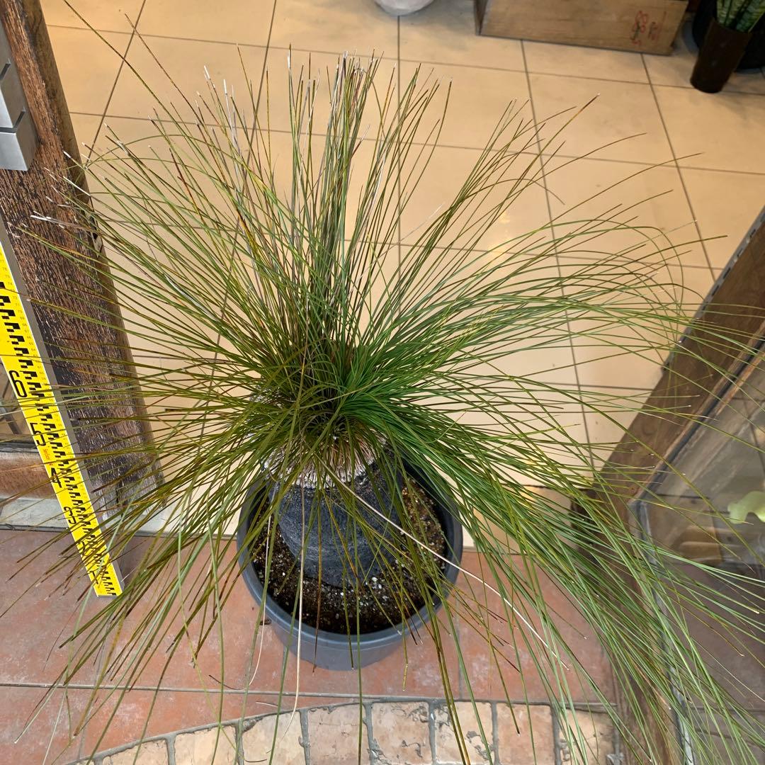 クサントロエア ジョンソニー ブラックボーイ