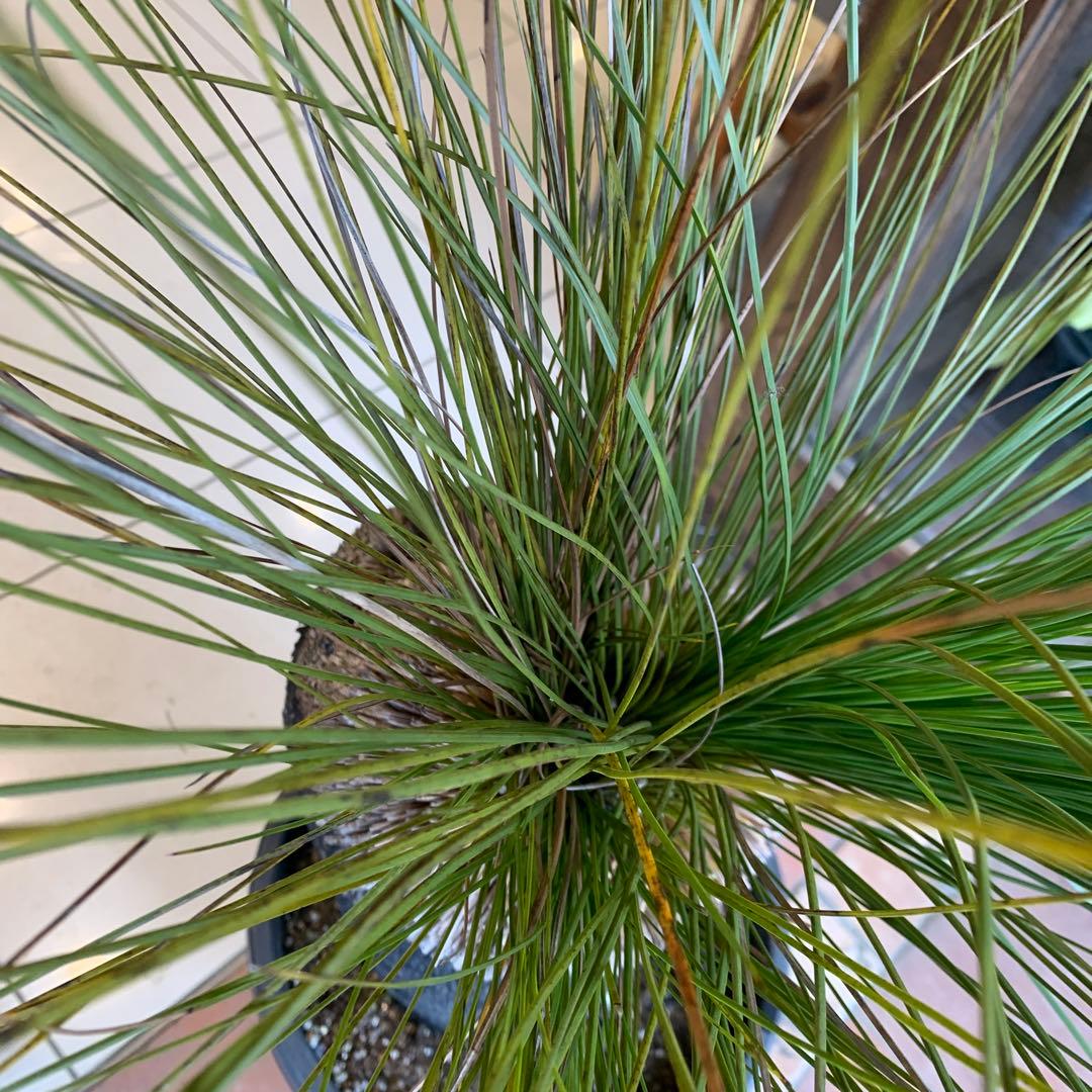 クサントロエア ジョンソニー ブラックボーイ