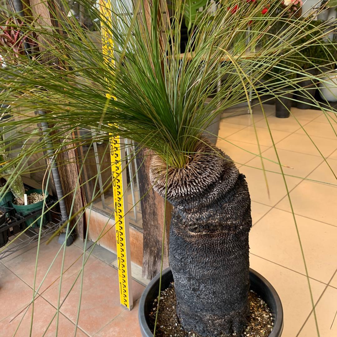 クサントロエア ジョンソニー ブラックボーイ