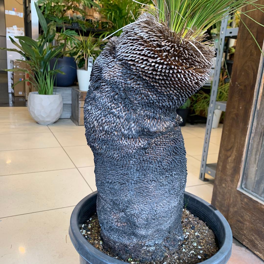 クサントロエア ジョンソニー ブラックボーイ