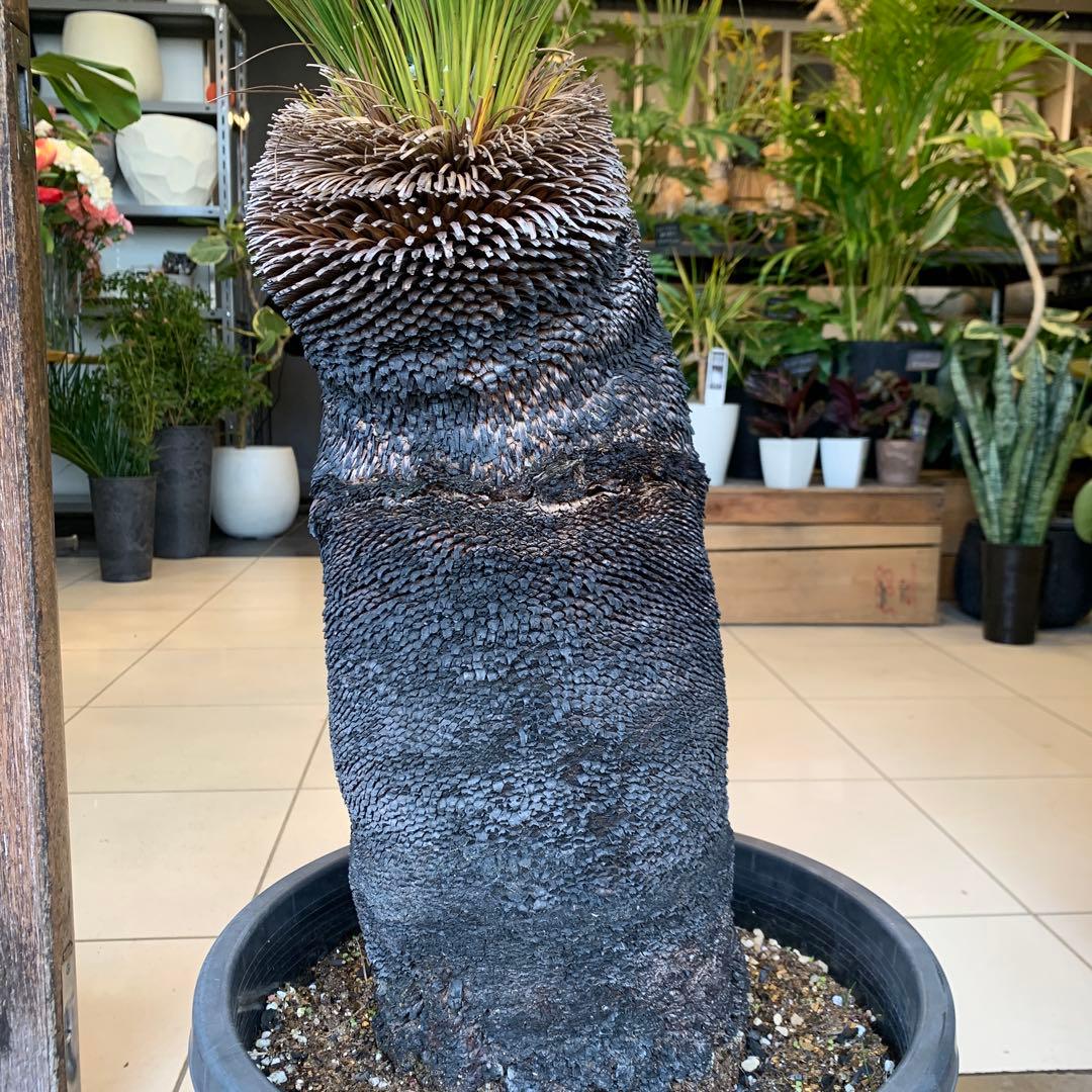 クサントロエア ジョンソニー ブラックボーイ