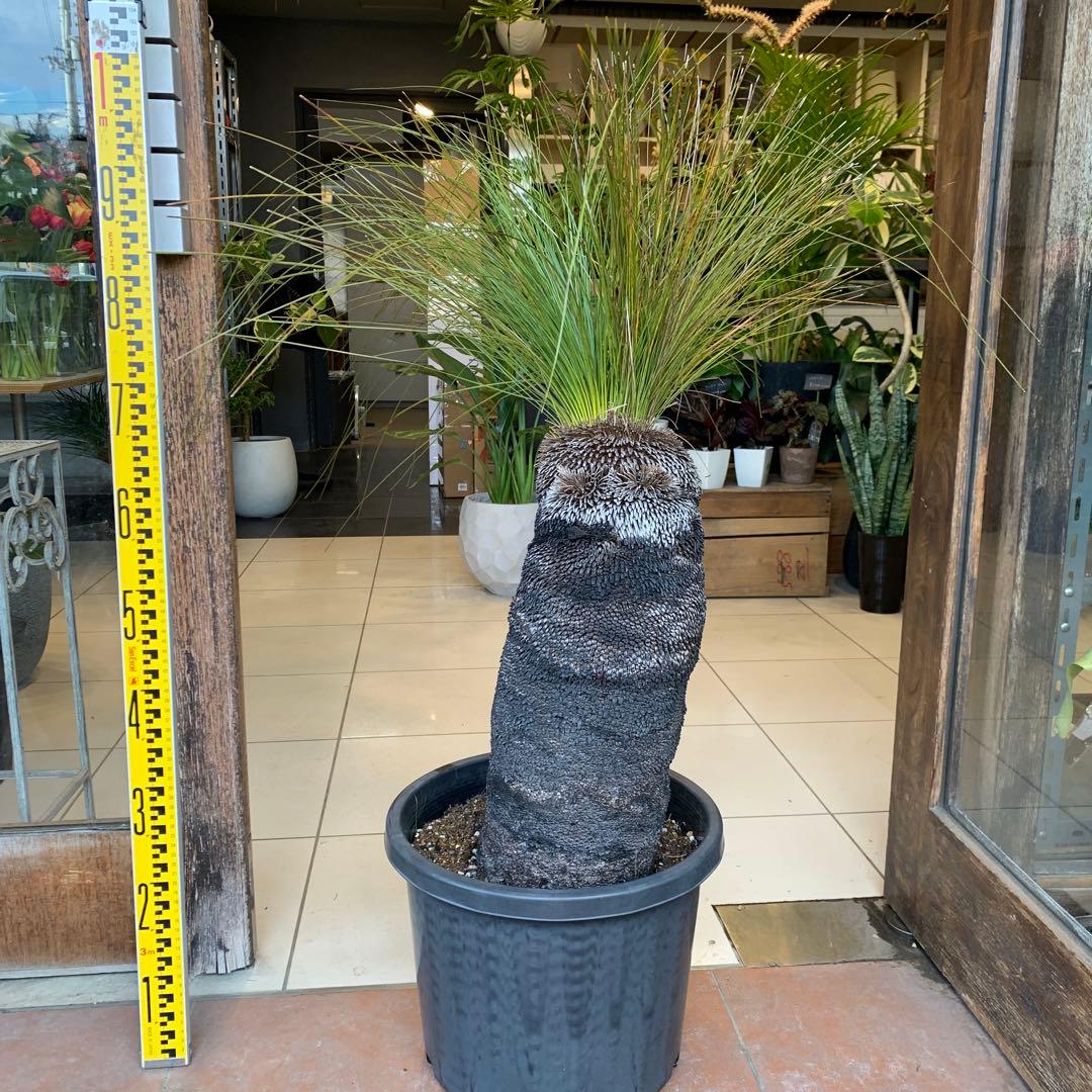 クサントロエア ジョンソニー ブラックボーイ