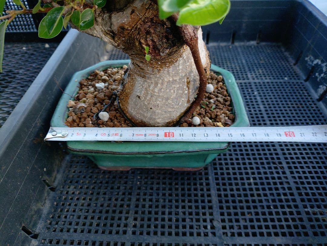 沖縄産ガジュマル盆栽 メルカリ便