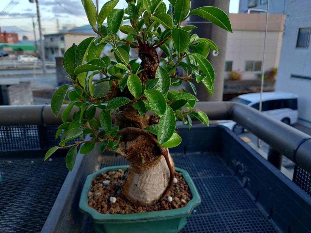 沖縄産ガジュマル盆栽 メルカリ便
