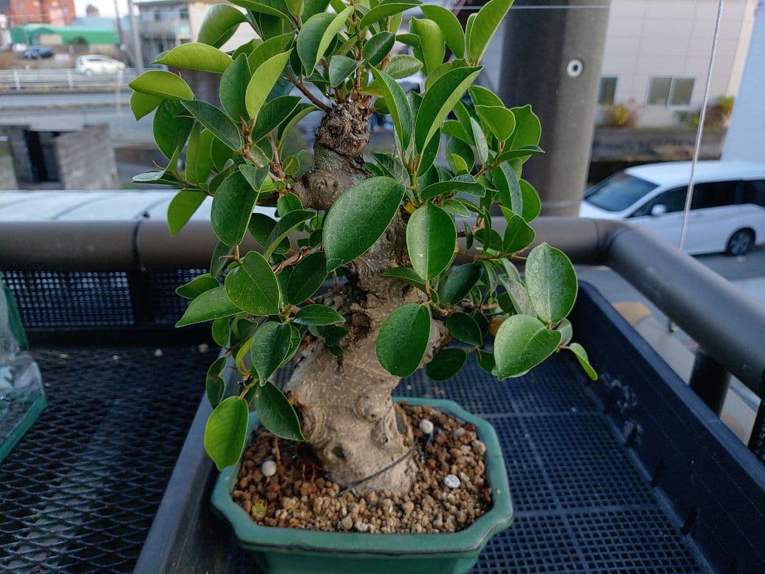 沖縄産ガジュマル盆栽 メルカリ便