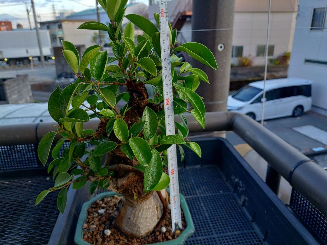 沖縄産ガジュマル盆栽 メルカリ便