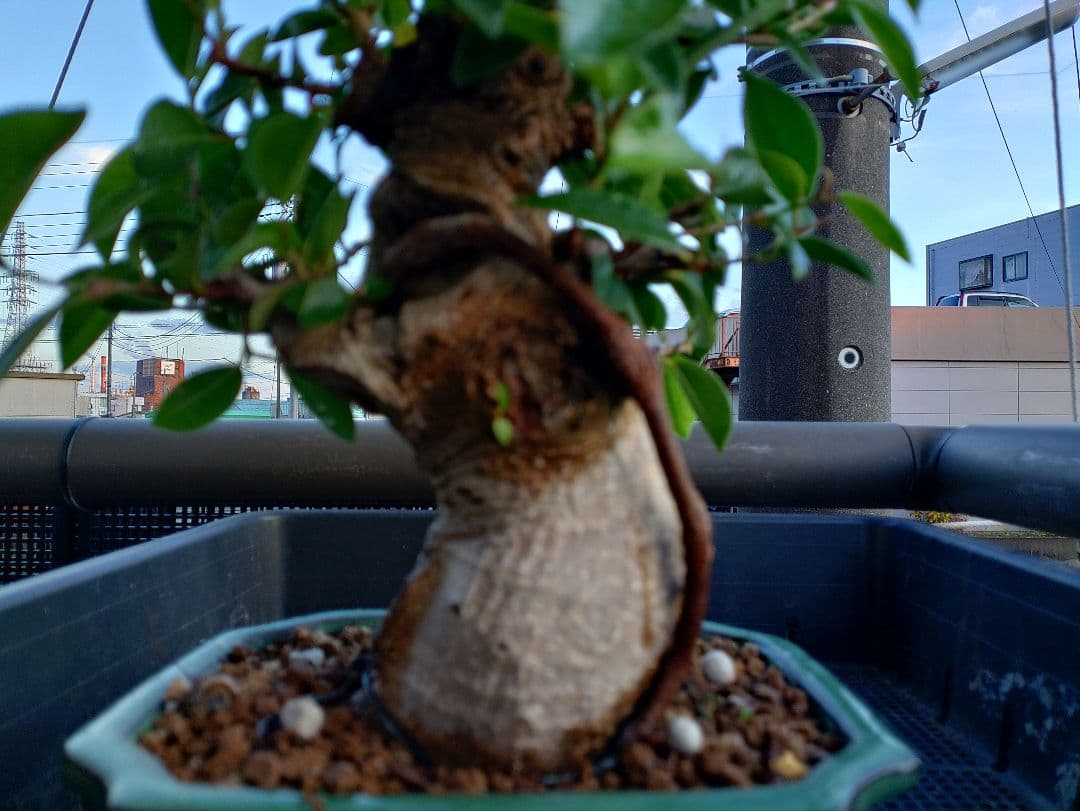 沖縄産ガジュマル盆栽 メルカリ便