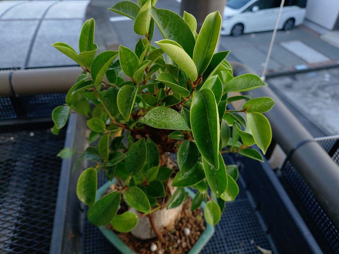 沖縄産ガジュマル盆栽 メルカリ便