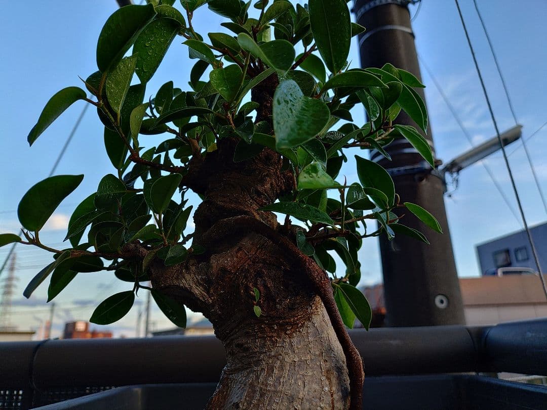 沖縄産ガジュマル盆栽 メルカリ便